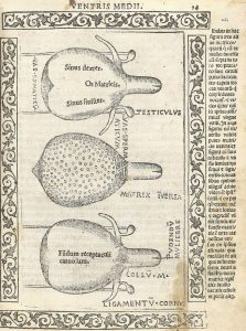 دلیل ازدواج سفید، جایگاه زن در غرب- مدل تک جنسیتی